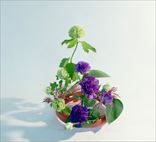䤫ʿ