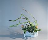 �Ϥ뤫�ʤ�פ�