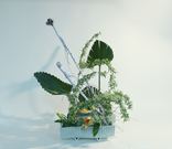��դؤ��ۤ�