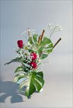 （Rocky）華やか
