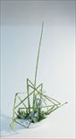 風かほる